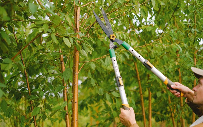 Tree trimming in Newhall, WV