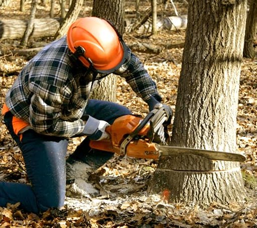 Tree Removal in Newhall, WV